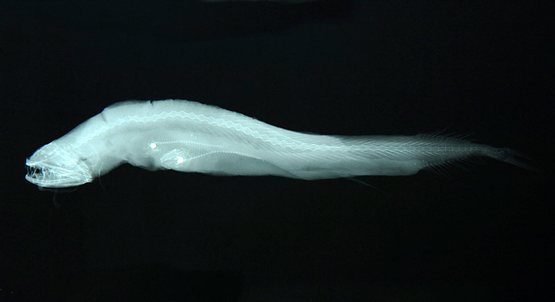 Melanostomias melanops Brauer, 1902